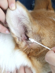 JHLY Pet Ear Cleaning Cotton Swabs For Dog