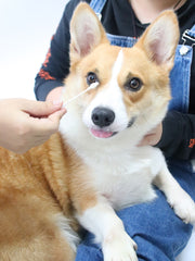 JHLY Pet Ear Cleaning Cotton Swabs For Dog