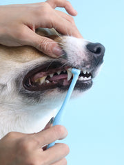 JHLY Pet Pointed Toothbrush For Dog & Cat 1 pcs