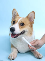 JHLY Pet Toothbrush For Dog & Cat 1 pcs