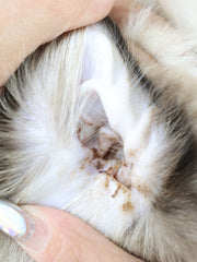 JHLY Ear Cleaning Finger Glove Wet Wipes For Cat