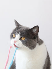 JHLY Pet Pointed Toothbrush For Dog & Cat 1 pcs