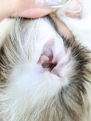 JHLY Ear Cleaning Finger Glove Wet Wipes For Cat