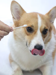 JHLY Pet Ear Cleaning Cotton Swabs For Dog