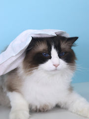 JHLY Pet Wash Free Cleaning Gloves For Dog & Cat 6pcs