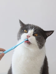 JHLY Pet Pointed Toothbrush For Dog & Cat 1 pcs